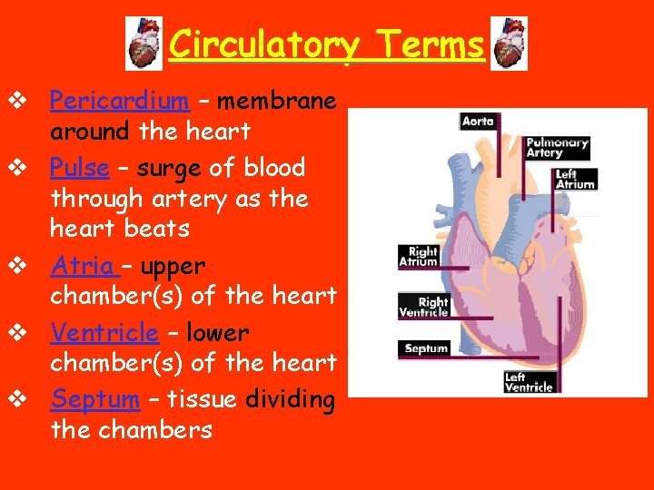 Circulatory Terms v Pericardium – membrane around the heart v Pulse – surge of