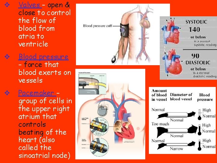 v Valves – open & close to control the flow of blood from atria