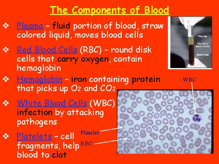 The Components of Blood v Plasma – fluid portion of blood, straw colored liquid,