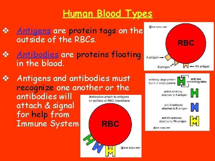 Human Blood Types v Antigens are protein tags on the outside of the RBCs.