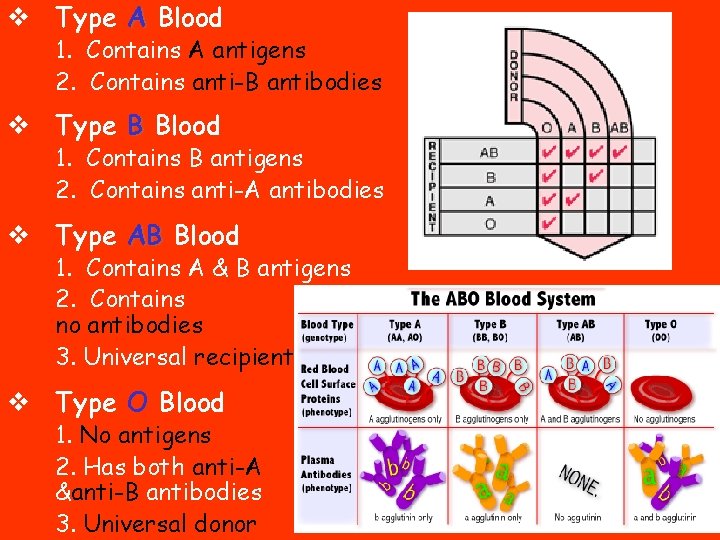 v Type A Blood 1. Contains A antigens 2. Contains anti-B antibodies v Type