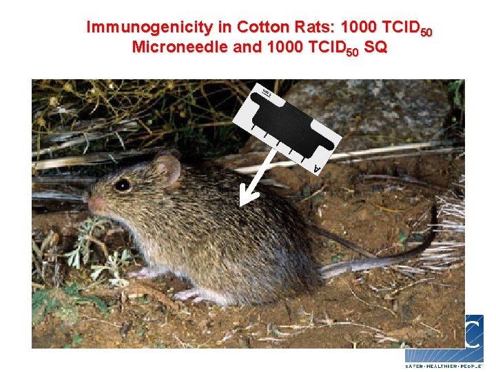 Immunogenicity in Cotton Rats: 1000 TCID 50 Microneedle and 1000 TCID 50 SQ 