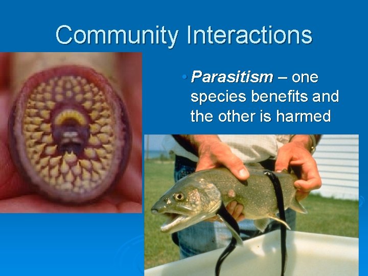 Community Interactions • Parasitism – one species benefits and the other is harmed 