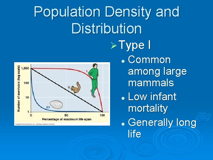 Population Density and Distribution Ø Type I Common among large mammals l Low infant