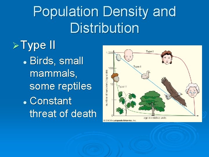 Population Density and Distribution Ø Type II Birds, small mammals, some reptiles l Constant