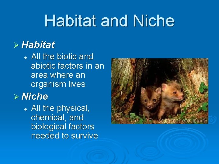 Habitat and Niche Ø Habitat l All the biotic and abiotic factors in an