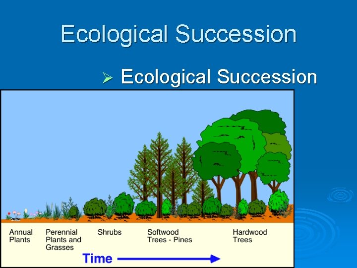 Ecological Succession Ø Ecological Succession 