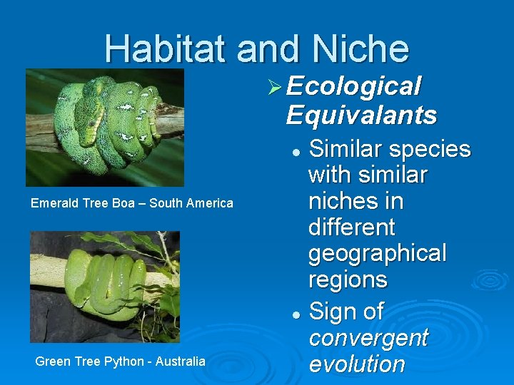 Habitat and Niche Ø Ecological Equivalants Similar species with similar niches in different geographical