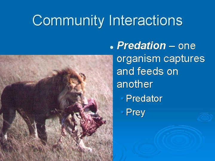 Community Interactions l Predation – one organism captures and feeds on another • Predator