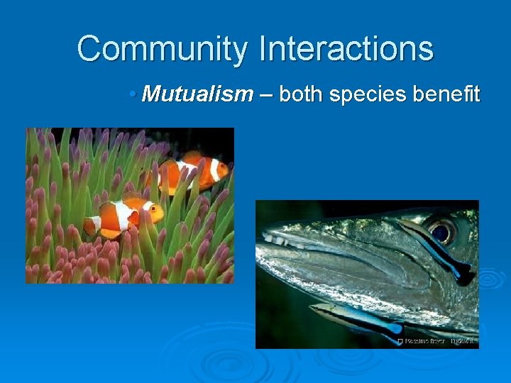 Community Interactions • Mutualism – both species benefit 