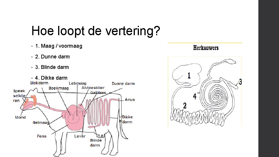 Hoe loopt de vertering? • 1. Maag / voormaag • 2. Dunne darm •