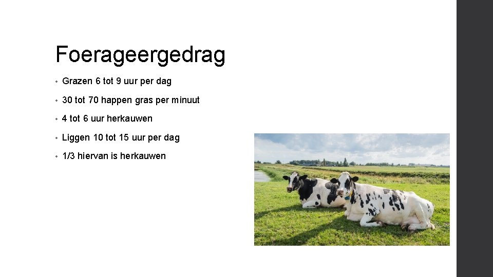 Foerageergedrag • Grazen 6 tot 9 uur per dag • 30 tot 70 happen