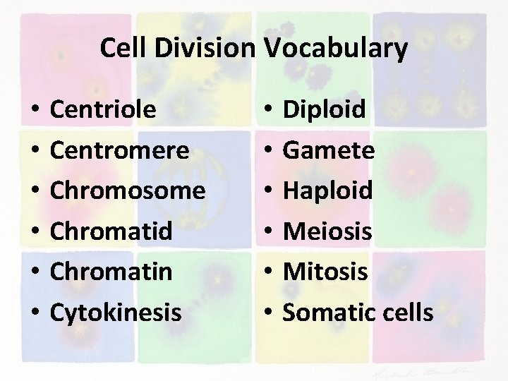 Cell Division Vocabulary • • • Centriole Centromere Chromosome Chromatid Chromatin Cytokinesis • •