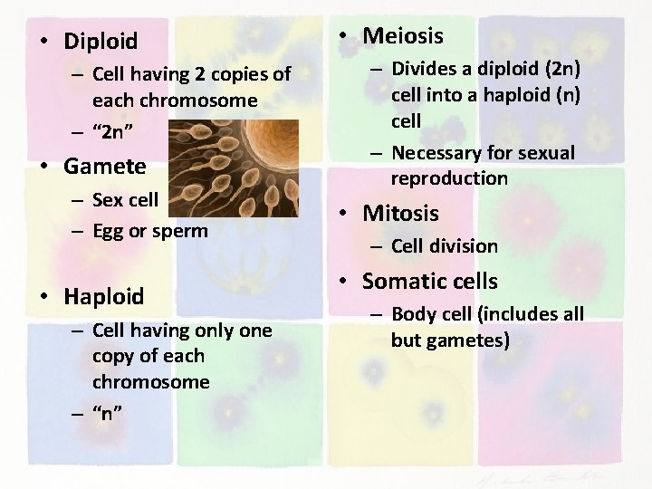  • Diploid – Cell having 2 copies of each chromosome – “ 2
