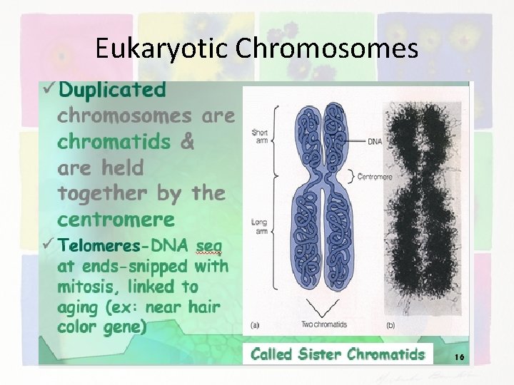 Eukaryotic Chromosomes 