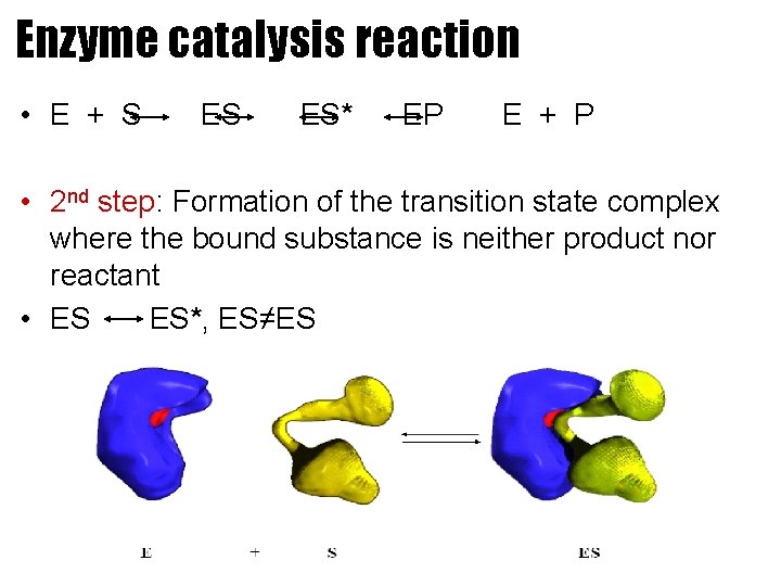 Enzyme catalysis reaction • E + S ES ES* EP E + P •