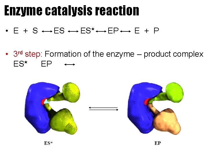 Enzyme catalysis reaction • E + S ES ES* EP E + P •