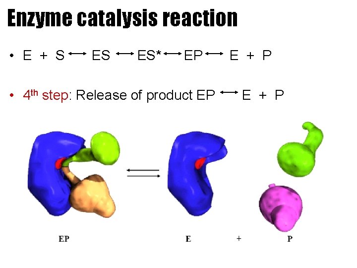 Enzyme catalysis reaction • E + S ES ES* EP • 4 th step: