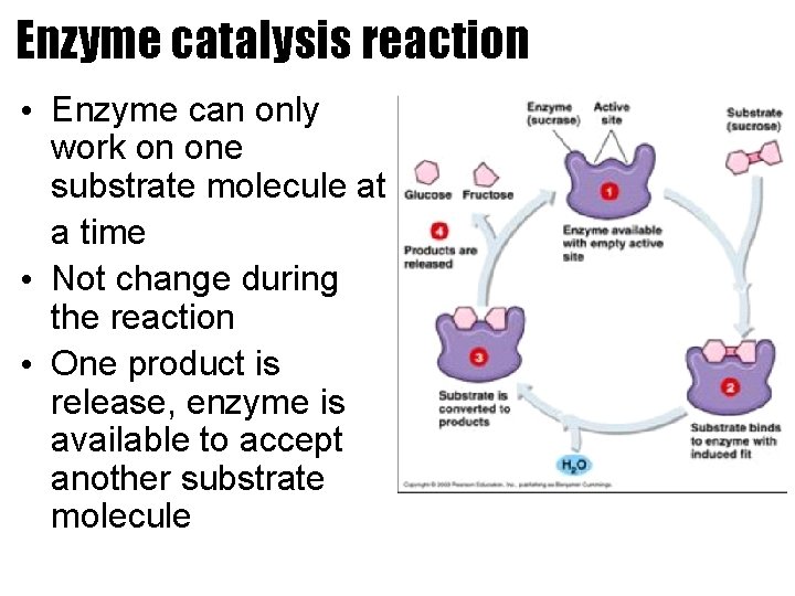 Enzyme catalysis reaction • Enzyme can only work on one substrate molecule at a