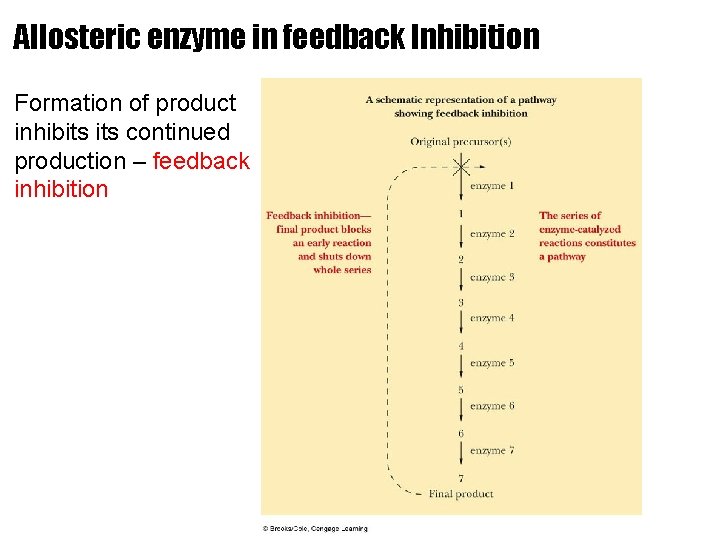 Allosteric enzyme in feedback Inhibition Formation of product inhibits continued production – feedback inhibition