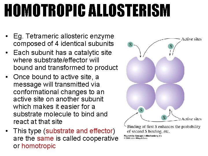 HOMOTROPIC ALLOSTERISM • Eg. Tetrameric allosteric enzyme composed of 4 identical subunits • Each