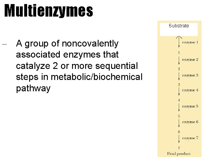 Multienzymes – A group of noncovalently associated enzymes that catalyze 2 or more sequential