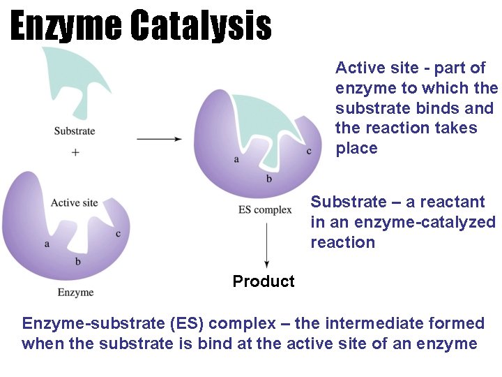 Enzyme Catalysis Active site - part of enzyme to which the substrate binds and