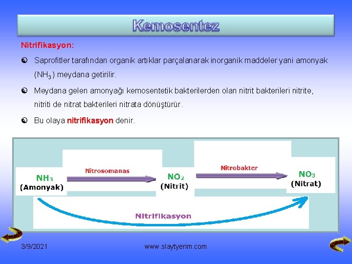 Nitrifikasyon: [ Saprofitler tarafından organik artıklar parçalanarak inorganik maddeler yani amonyak (NH 3 )