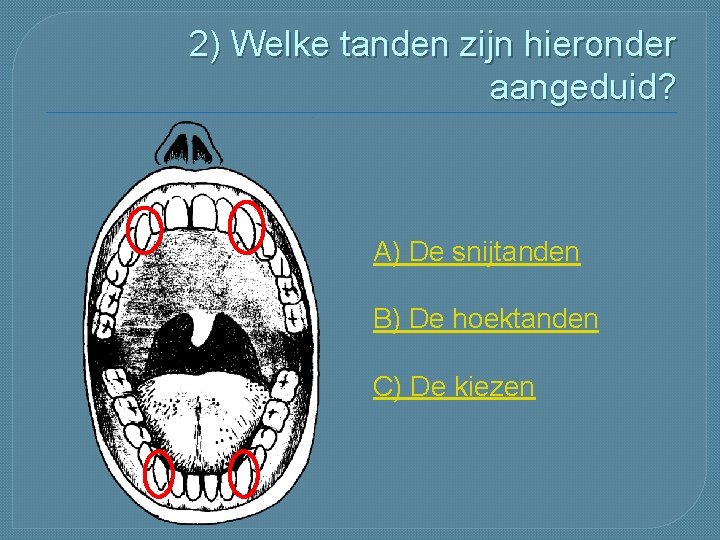 2) Welke tanden zijn hieronder aangeduid? A) De snijtanden B) De hoektanden C) De