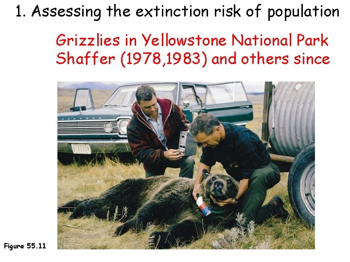 1. Assessing the extinction risk of population Grizzlies in Yellowstone National Park Shaffer (1978,