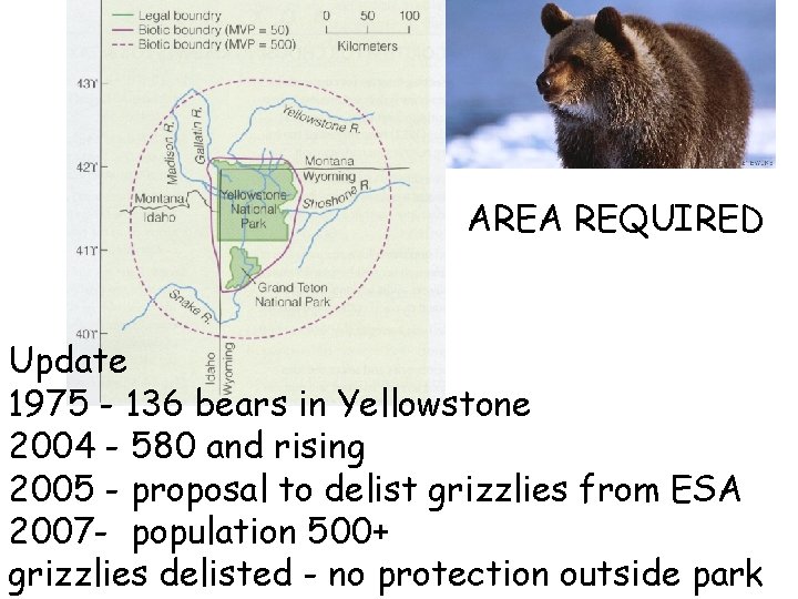 AREA REQUIRED Update 1975 - 136 bears in Yellowstone 2004 - 580 and rising