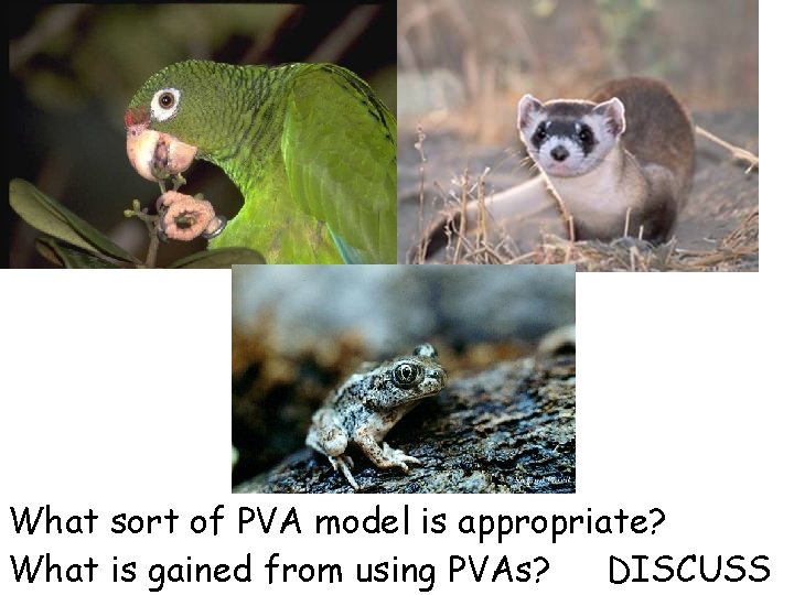 Puerto Rican parrot Black footed ferret What sort of PVA model is appropriate? DISCUSS