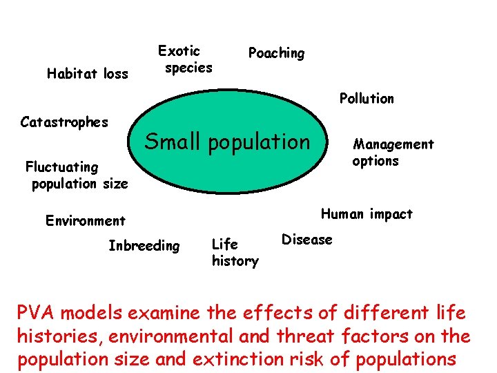 Habitat loss Exotic species Poaching Pollution Catastrophes Small population Management options Fluctuating population size