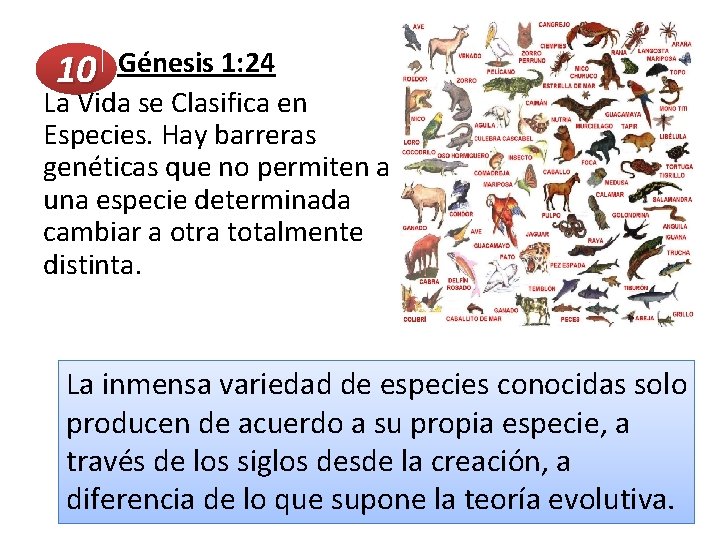  Génesis 1: 24 10 La Vida se Clasifica en Especies. Hay barreras genéticas