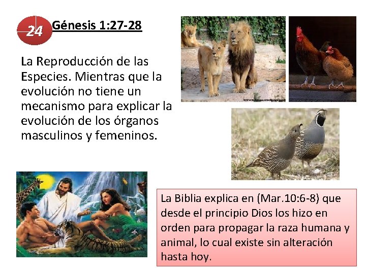  Génesis 1: 27 -28 24 24 La Reproducción de las Especies. Mientras que
