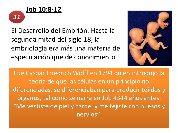  Job 10: 8 -12 31 El Desarrollo del Embrión. Hasta la segunda mitad