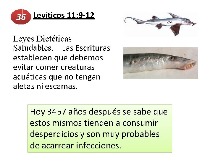  Levíticos 11: 9 -12 36 Leyes Dietéticas Saludables. Las Escrituras establecen que debemos