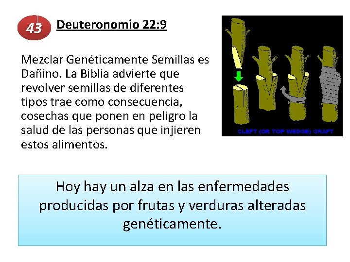  43 Deuteronomio 22: 9 Mezclar Genéticamente Semillas es Dañino. La Biblia advierte que