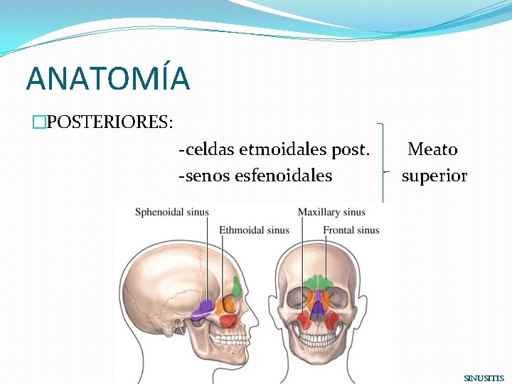 ANATOMÍA �POSTERIORES: -celdas etmoidales post. Meato -senos esfenoidales superior SINUSITIS 