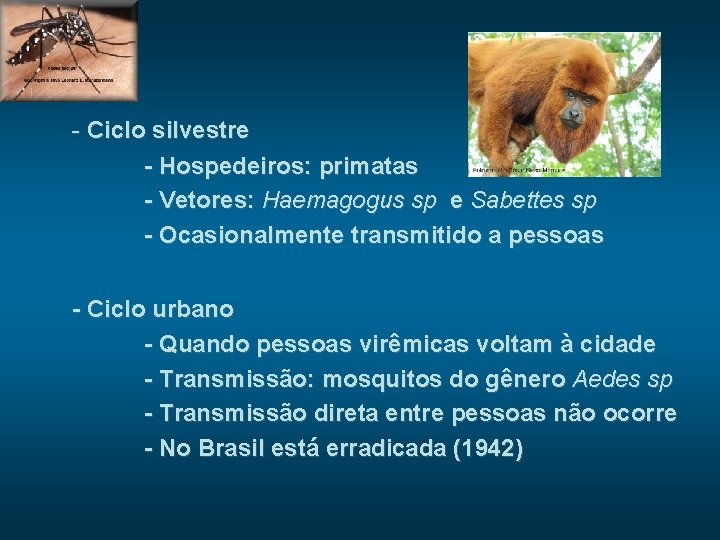 - Ciclo silvestre - Hospedeiros: primatas - Vetores: Haemagogus sp e Sabettes sp -