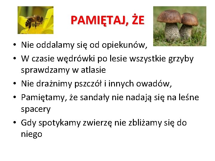 PAMIĘTAJ, ŻE • Nie oddalamy się od opiekunów, • W czasie wędrówki po lesie