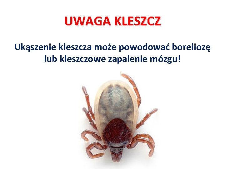 UWAGA KLESZCZ Ukąszenie kleszcza może powodować boreliozę lub kleszczowe zapalenie mózgu! 