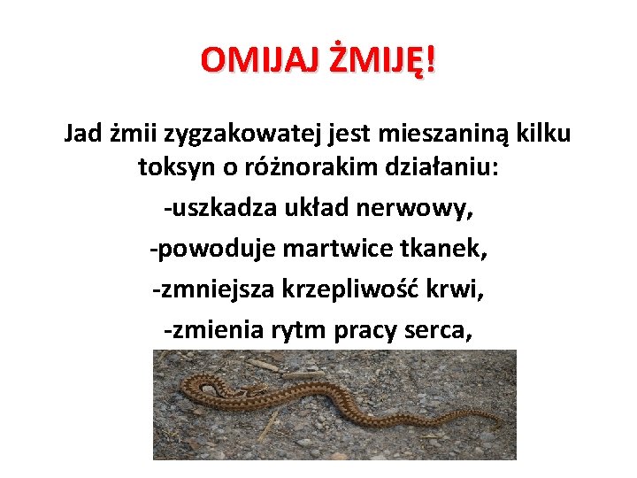 OMIJAJ ŻMIJĘ! Jad żmii zygzakowatej jest mieszaniną kilku toksyn o różnorakim działaniu: -uszkadza układ