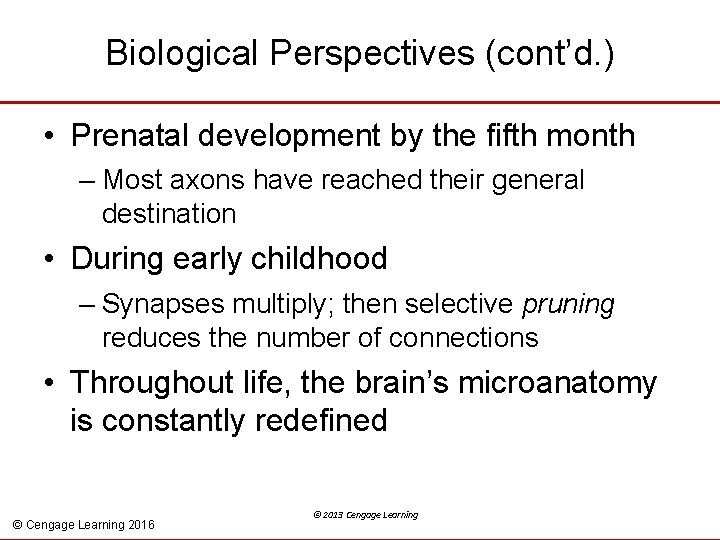 Biological Perspectives (cont’d. ) • Prenatal development by the fifth month – Most axons