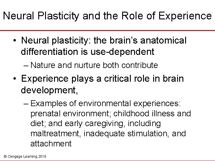 Neural Plasticity and the Role of Experience • Neural plasticity: the brain’s anatomical differentiation