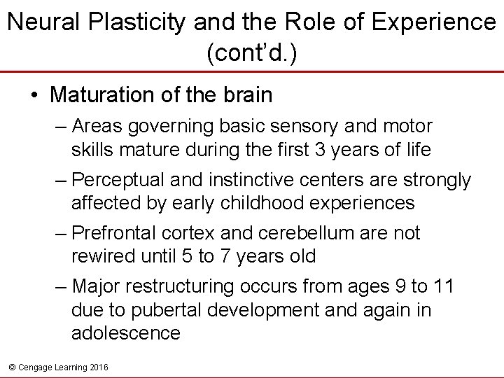 Neural Plasticity and the Role of Experience (cont’d. ) • Maturation of the brain