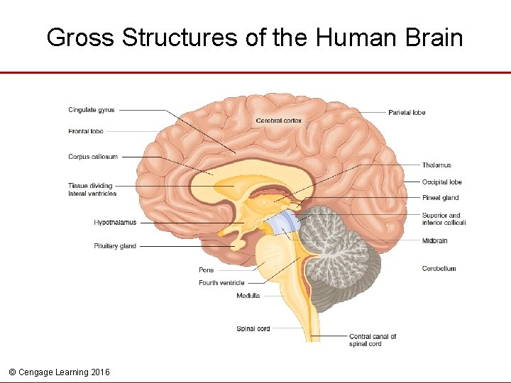 Gross Structures of the Human Brain © Cengage Learning 2016 