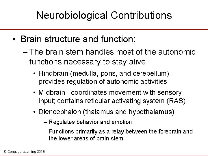 Neurobiological Contributions • Brain structure and function: – The brain stem handles most of