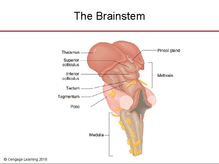 The Brainstem © Cengage Learning 2016 