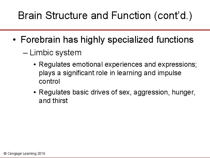 Brain Structure and Function (cont’d. ) • Forebrain has highly specialized functions – Limbic